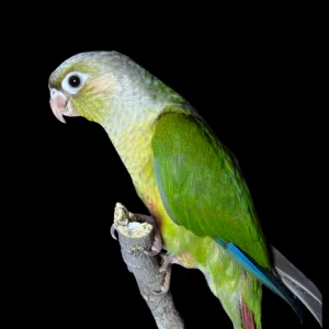 گرینچیک سینامون تازه دانه خور
